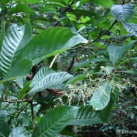 Meliosma simplicifolia (Roxb.) Walp.